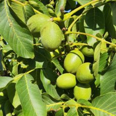 5038838001642 1 Walnut Juglans Broadview 7L.jpg